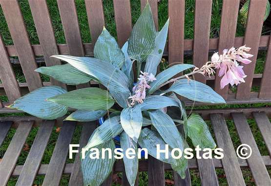 Hosta Scheherazade